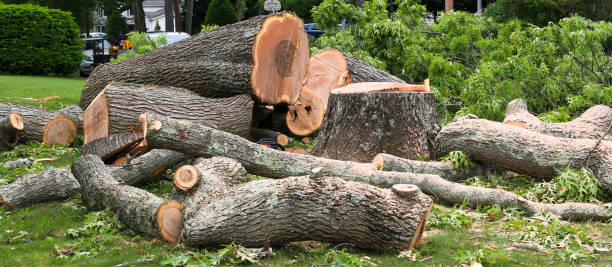 Best Emergency Tree Removal  in Tolono, IL