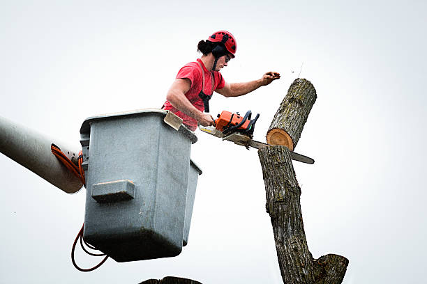 Best Tree Risk Assessment  in Tolono, IL