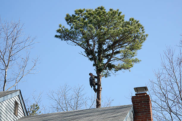 Best Hedge Trimming  in Tolono, IL