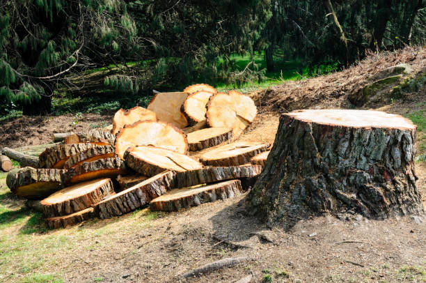 How Our Tree Care Process Works  in  Tolono, IL